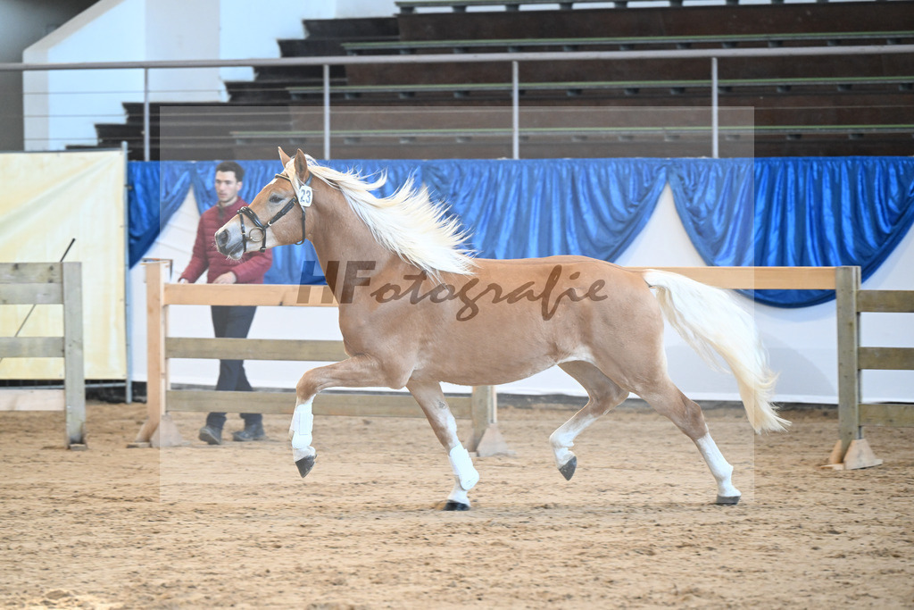 Kat-Nr. 23 Maverick v. Manu_Lechner_48250459 | hf-fotografie - Realisiert mit Pictrs.com