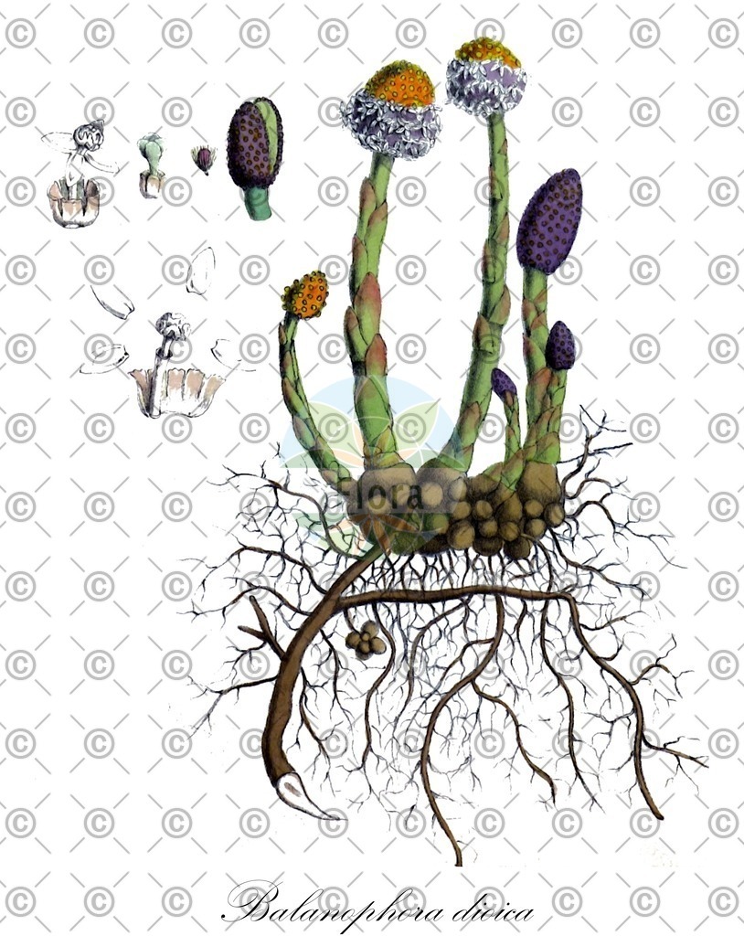 HistAbb_wfo-0000314018_1_ENZY_Simple | Historische Abbildung von Balanophora dioica - Balanophoraceae | Historical Illustration of Balanophora dioica - Balanophoraceae
