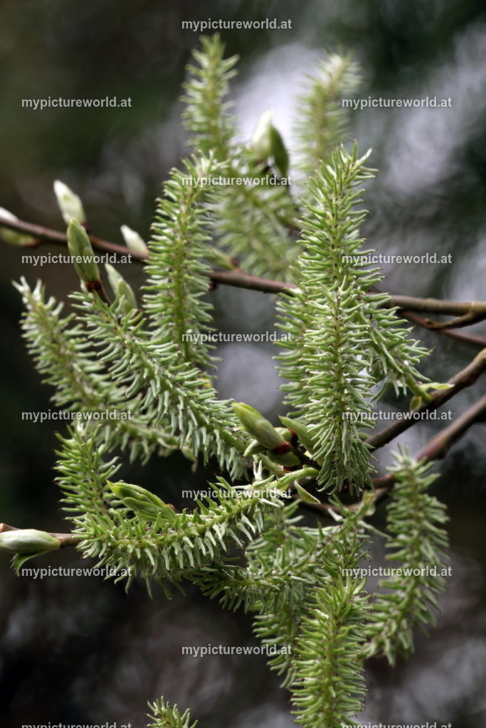 Ohr-Weide-001 | Das Bilderarchiv über Tiere, Planzen und Landschaften. In der Bilddatenbank finden Sie ein große Auswahl an hochwertigen Bilder für Ihre Werbung - Realisiert mit Pictrs.com