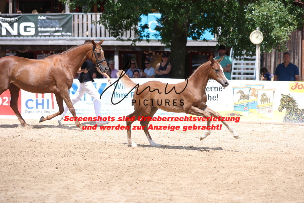 Fohlenschau_Schwäbisch_Hall_springbetonte_Fohlen_KN 54_14 | lmwpictures - Realisiert mit Pictrs.com