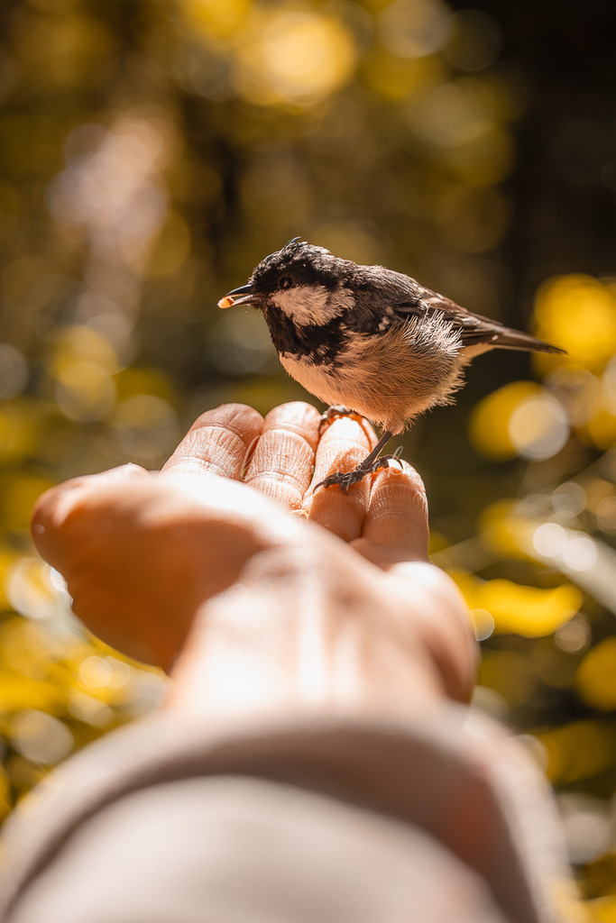 _01A5597 | Sportbilder, Sportfotograf, Hochzeits- und Eventfotografin, Flugshows, Portraits und Tiershooting, Aviation, Downhill, Nationalleague, Swissleague, International