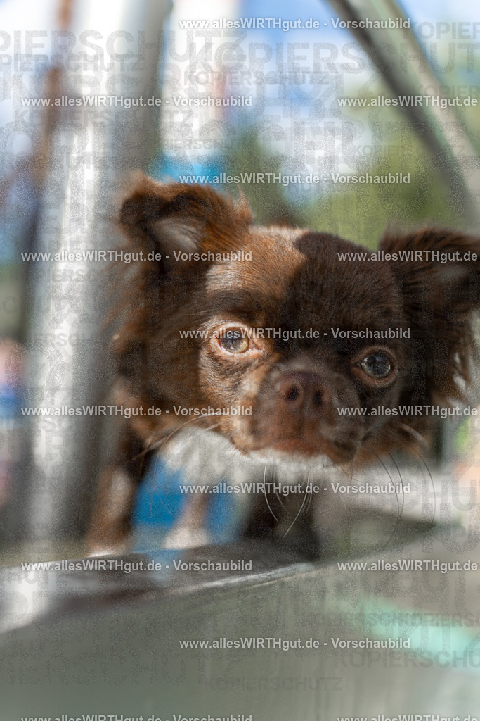 Hundeschwimmen_Volksbad_2026-allesWIRTHgut_Tierfotografie-2609061438-7R501141 | Professionelle Tierfotografie in Mönchengladbach von Daniel Wirth (allesWIRTHgut). Liebevolle & natürliche Bilder von Hunden & Katzen für unvergessliche Erinnerungen.