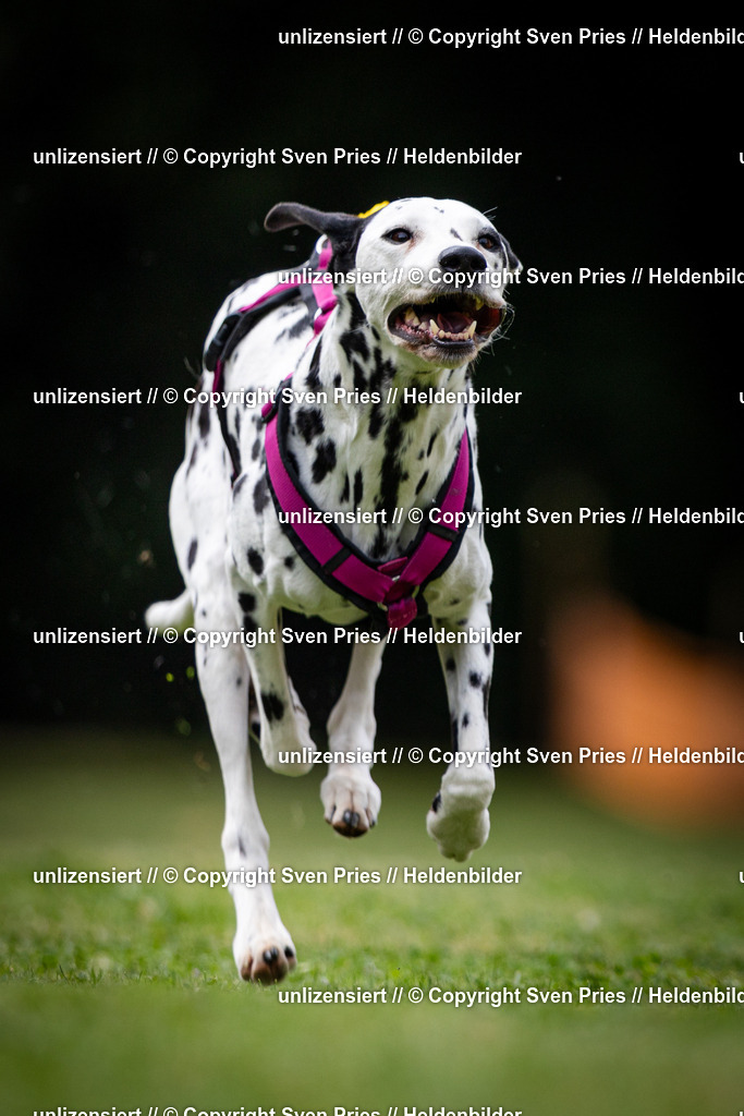 Sven Pries | 19. Allgemeines Hunderennen Karlsruhe Durlach - Realisiert mit Pictrs.com