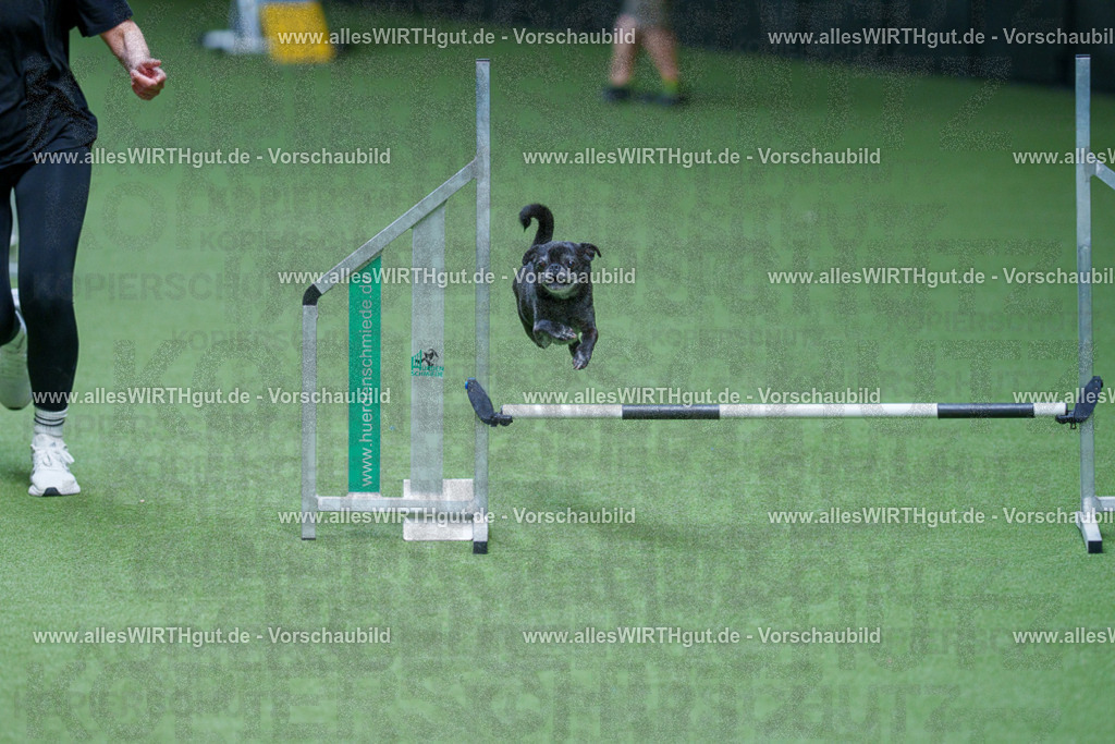 @allesWIRTHgut_Tierfotografie - www.allesWIRTHgut.de - 2604261002-7R508284 | Professionelle Tierfotografie in Mönchengladbach von Daniel Wirth (allesWIRTHgut). Liebevolle & natürliche Bilder von Hunden & Katzen für unvergessliche Erinnerungen.