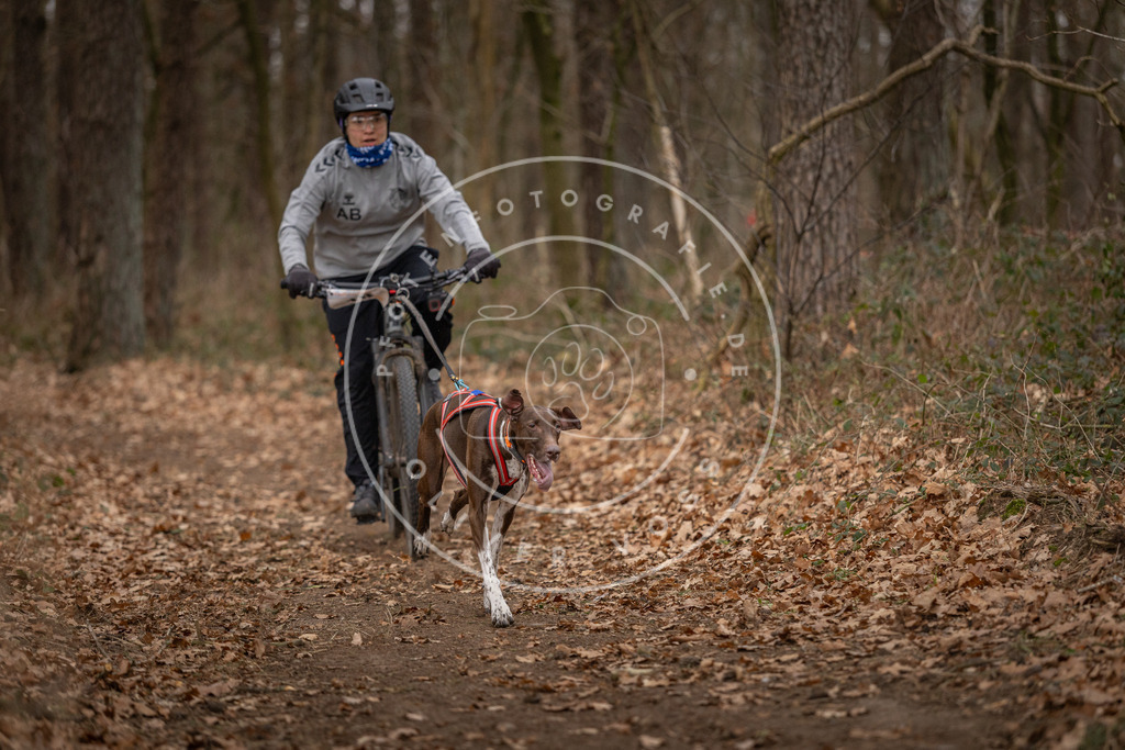 Pfotenfotografie_DV3A7089 | Hundefotografie, Tierfotograf, Pfotenfotografie, Fotoshooting Hund, Hunde Portrait, Hundesport, Hundeportraits, Heideshooting, Hunde, Sportfotograf, Hundefotograf, Turnierhundsport, THS,  - Realisiert mit Pictrs.com