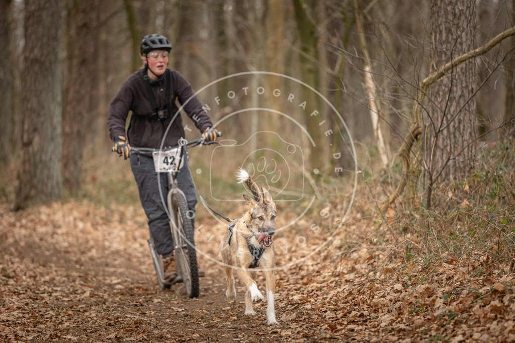 Pfotenfotografie_DV3A0842 | Hundefotografie, Tierfotograf, Pfotenfotografie, Fotoshooting Hund, Hunde Portrait, Hundesport, Hundeportraits, Heideshooting, Hunde, Sportfotograf, Hundefotograf, Turnierhundsport, THS,  - Realisiert mit Pictrs.com