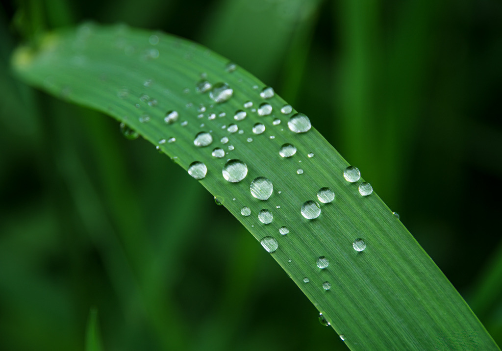 Wassertropfen auf einem Blatt Schilfgras | Ein Tropfen ist auf das Blatt getropft und ist zu vielen Tropfen zersprungen. Eine dankbare Gelegenheit für mich, ein Foto zu schießen. Auch nach 10 Jahren schaue ich mir dieses Foto gerne an. - Realisiert mit Pictrs.com