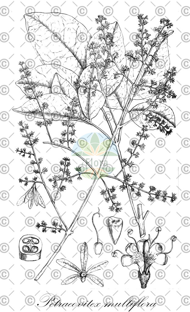 HistAbb_wfo-0000267922_2_ENZY_Simple | Historische Abbildung von Petraeovitex multiflora - Lamiaceae | Historical Illustration of Petraeovitex multiflora - Lamiaceae