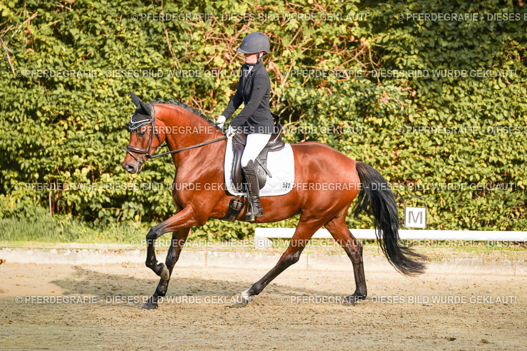 DSC04797 | Pferdegrafie