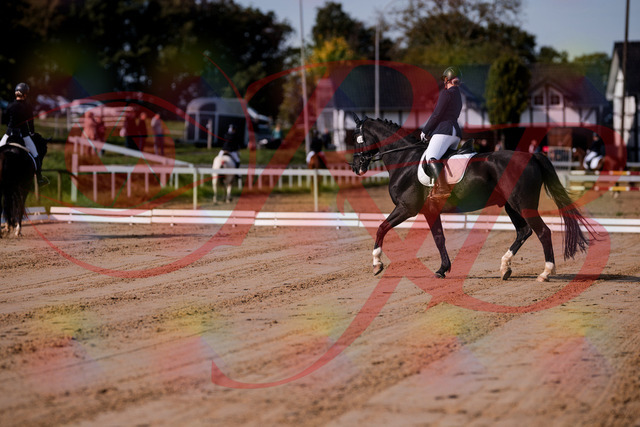 2026_10_03_Siefer-Hof_113442_Z81_79450087 | Professionelle Reitsport-, Turnier- und Eventfotografie von Robert Broda. Galerien mit ausgewählten und bearbeiteten Bildern direkt online ansehen und bestellen.