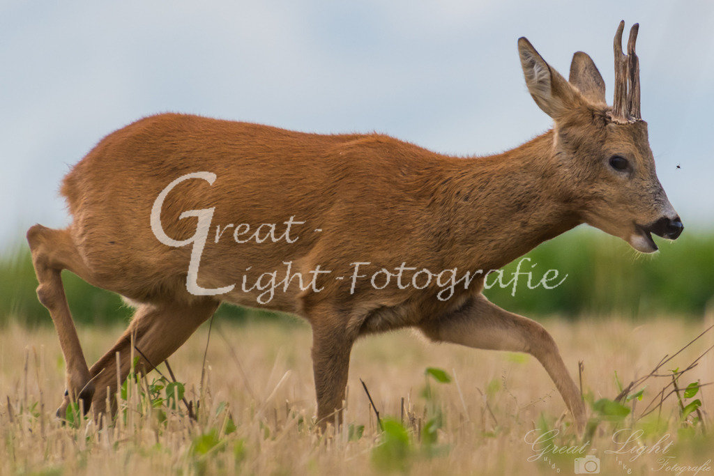 DSC_1660 | Great-Light Fotografie - Realisiert mit Pictrs.com