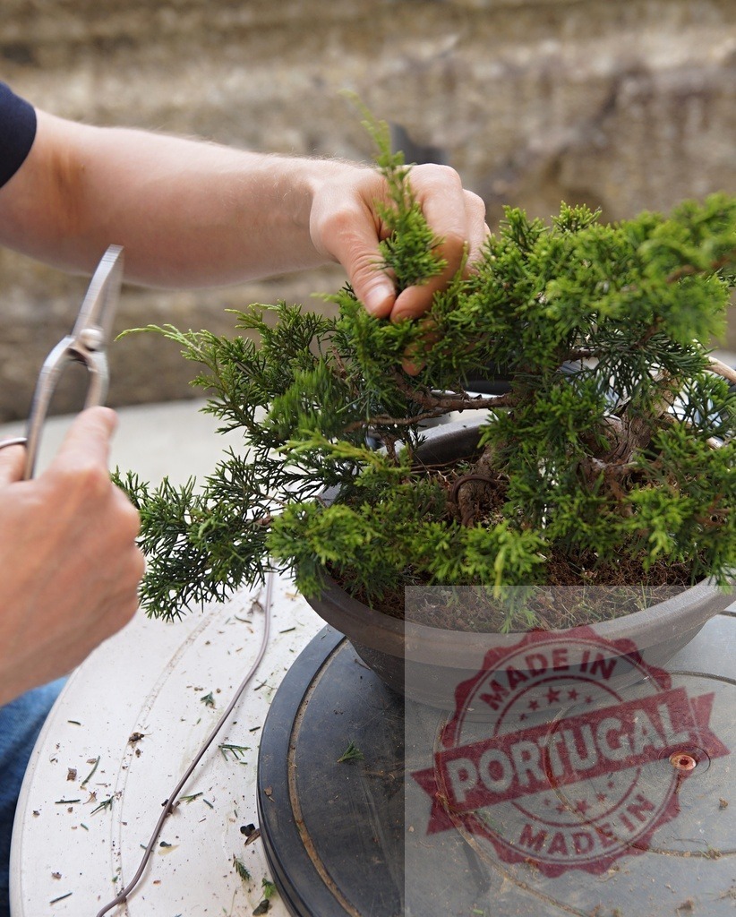 Person trimming a Juniper bonsai tree outdoors | Person's hands carefully shaping a Juniper bonsai tree using specialized tools, cultivating its growth - Realized with Pictrs.com