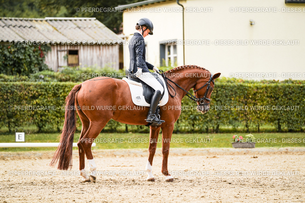 DSC07685 | Pferdegrafie