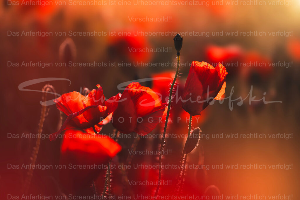 Together | Exklusive Naturfotografie für stilvolle Wanddekoration ★ Premium Wandbilder Made in Germany ✔️ FineArt Drucke & Downloads ✔️ Brillante Farben, höchste Qualität & weltweiter Versand ✔️ - Realisiert mit Pictrs.com