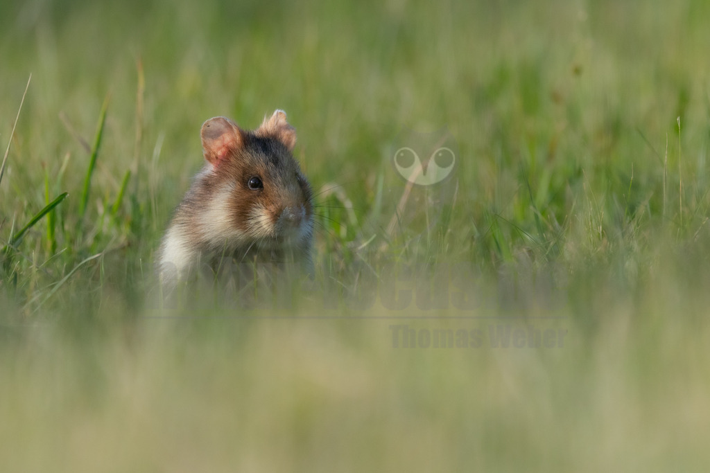 R6M33312_20260518 | Der Bildershop von www.natur-focus.de bietet ihnen den einfachen Kauf von Bildmaterial per Download aus allen Bereichen der Natur. In den Galerien finden sie Landschaftsfotos, Tierbilder und natürlich auf Pflanzenfotos. - Realisiert mit Pictrs.com