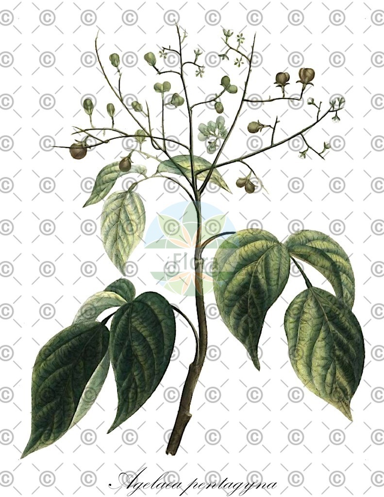 HistAbb_wfo-0000523775_2_ENZY_Simple | Historische Abbildung von Agelaea pentagyna - Connaraceae | Historical Illustration of Agelaea pentagyna - Connaraceae