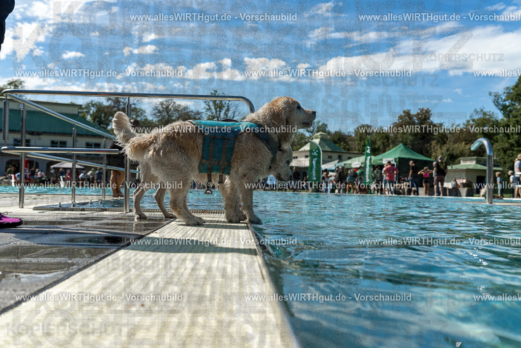 Hundeschwimmen_Volksbad_2026-allesWIRTHgut_Tierfotografie-2609061304-121446-7R500471 | Professionelle Tierfotografie in Mönchengladbach von Daniel Wirth (allesWIRTHgut). Liebevolle & natürliche Bilder von Hunden & Katzen für unvergessliche Erinnerungen.