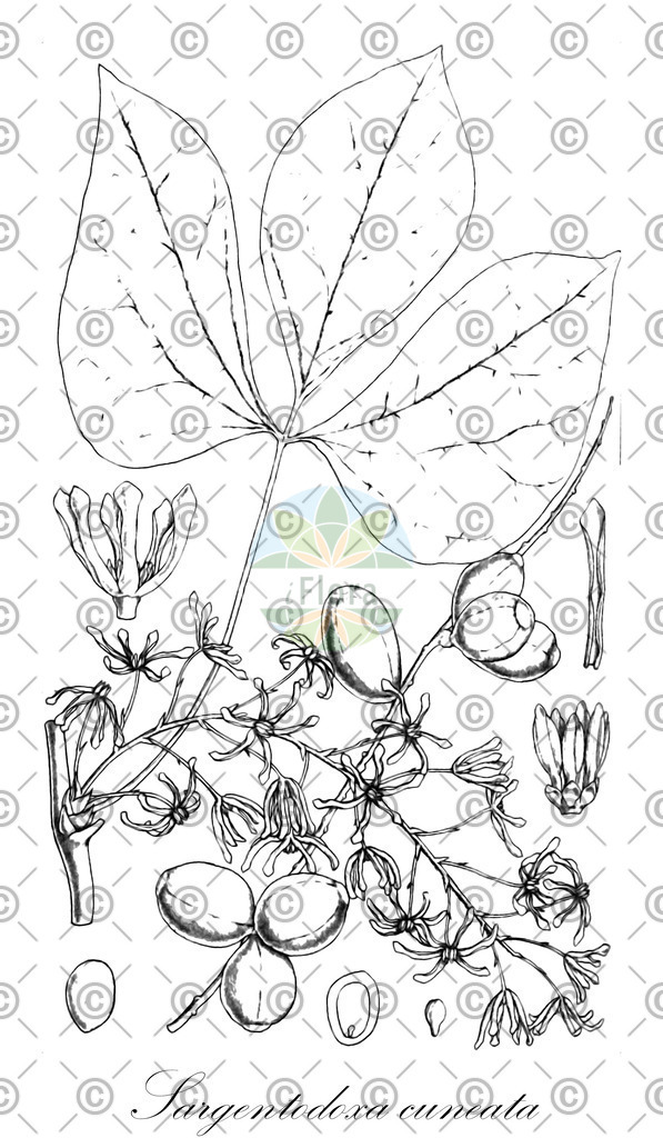 HistAbb_wfo-0000303918_2_ENZY_Simple | Historische Abbildung von Sargentodoxa cuneata - Lardizabalaceae | Historical Illustration of Sargentodoxa cuneata - Lardizabalaceae