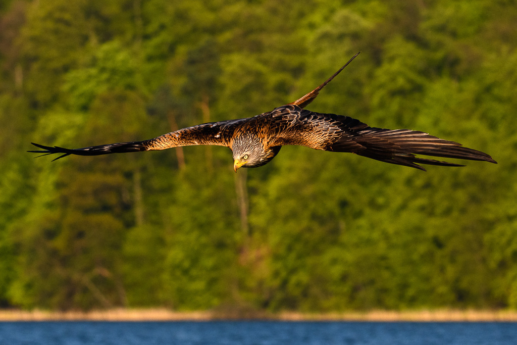 milan-2018-178 | Ein Roter Milan (Milvus milvus) im Anflug auf eine erspähte Beute. Das Foto entstand mit einer Nikon D850 am Breiten Luzin im Naturpark Feldberger Seenlandschaft in Mecklenburg-Vorpommern. - Realisiert mit Pictrs.com