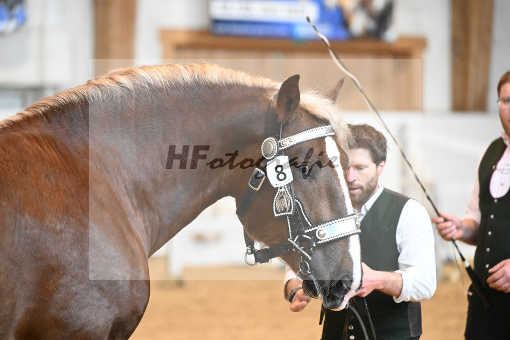 Kat-Nr. 8 v. Valegro_Glonecker_6240072 | hf-fotografie - Realisiert mit Pictrs.com