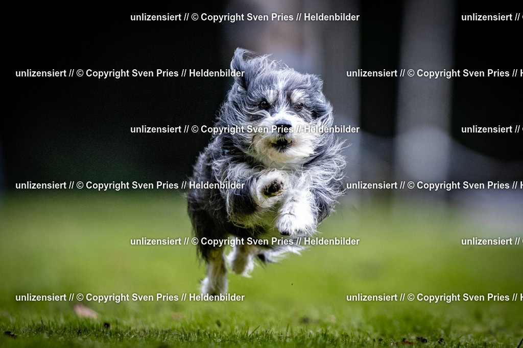 Sven Pries | 2025-10-03 - Hunderennen Obergrombach - Realisiert mit Pictrs.com
