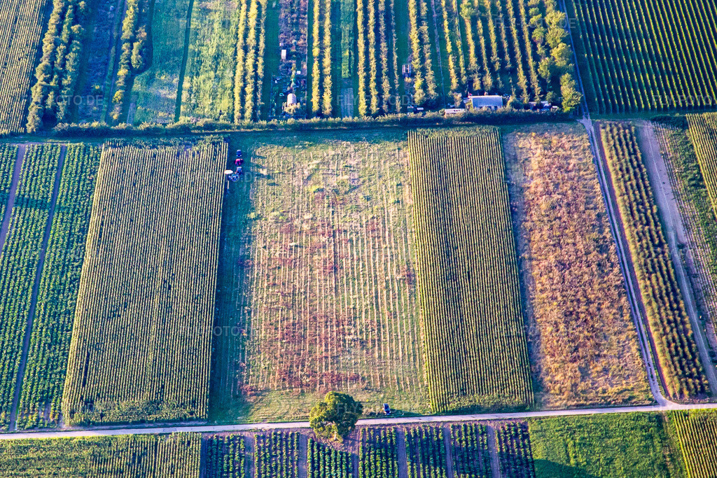Luftbild: Grillfest im Ortsteil Mühlhofen in Billigheim-Ingenheim im Bundesland Rheinland-Pfalz in Deutschland. Foto: IMG_137676.jpg vom 11.08.2023 durch Werner Riehm/FLY-FOTO.de