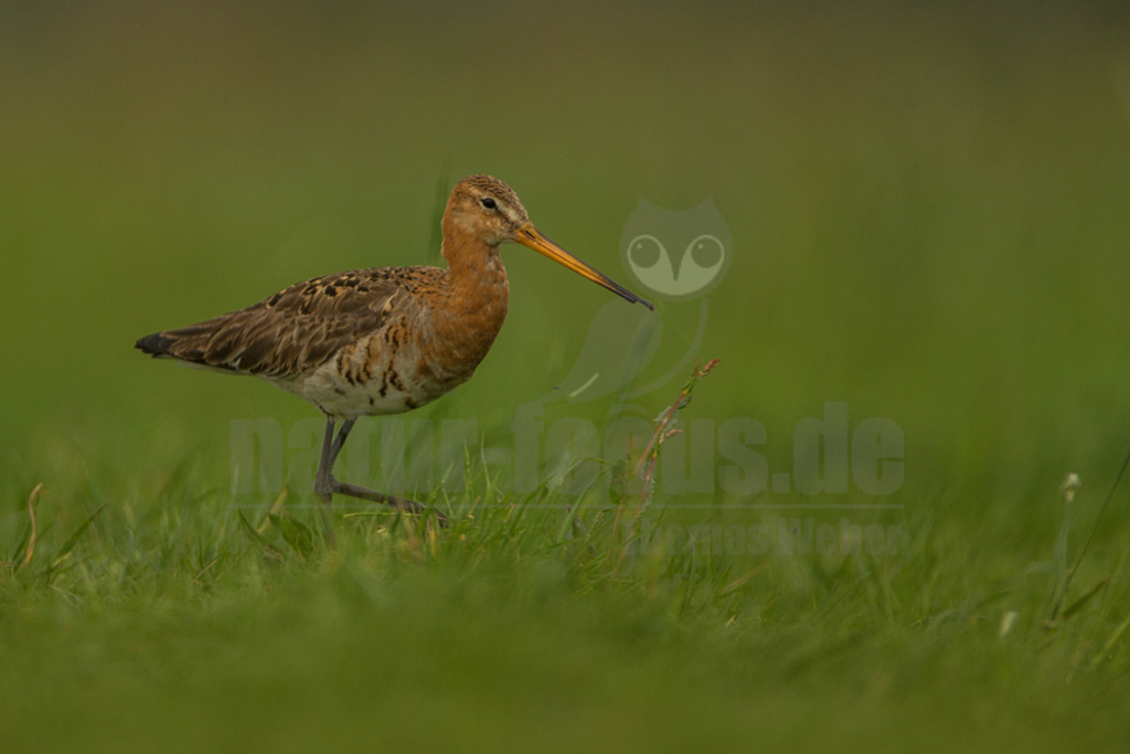 20190426-IMG_1556 | Die Uferschnepfe ist ein langbeiniger, großer und schlanker Schnepfenvogel. Ihr langer Hals und der lange, gerade Schabel sind weitere besondere Merkmale. Bei uns brütet sie vor allem in Norddeutschland in Feuchtwiesen und Niedermooren. Der europäische Verbreitungsschwerpunkt liegt vor allem in Nordosteuropa, an den Küsten der Nordsee und in Island. - Realisiert mit Pictrs.com