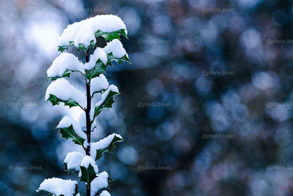 Eisbokeh | Stechpalme unter Schnee bedeckt. - Realisiert mit Pictrs.com
