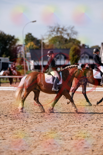 2026_10_03_Siefer-Hof_130138_Z81_53647505 | Professionelle Reitsport-, Turnier- und Eventfotografie von Robert Broda. Galerien mit ausgewählten und bearbeiteten Bildern direkt online ansehen und bestellen.