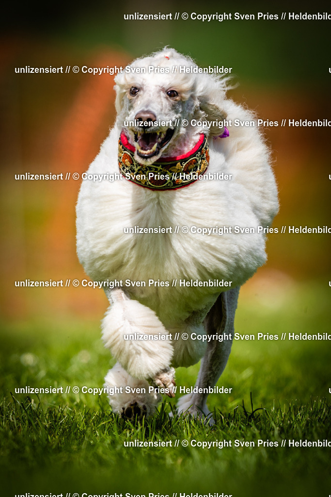 Sven Pries | 2025-04-13 - Hunderennen Baden-Baden - Realisiert mit Pictrs.com