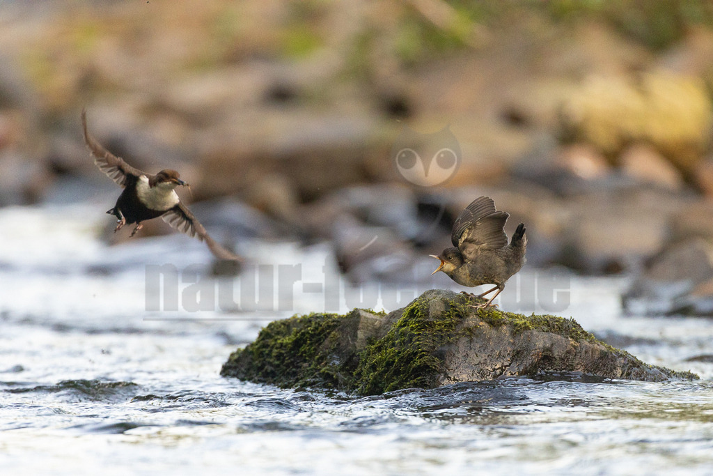 R5NF9163_20240501 | Die Wasseramsel ist stark an Gewässer gebunden und der einzige einheimische Singvogel, der tauchen und schwimmen kann. Ihr überwiegend braunes Gefieder ist sehr dicht und somit perfekt an die aquatische Lebensweise angepasst. Sie brütet vor allem in Mittel- bis Süddeutschland in der Nähe von geröllreichen, schnell fließenden Bächen und Flüssen im Wald- und Bergland. - Realisiert mit Pictrs.com