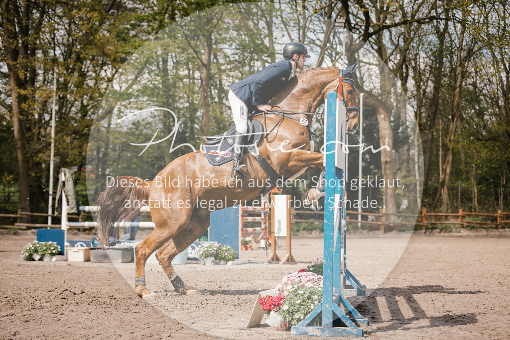 3I6A4313 | Stimmungsvolle Portraits und Reitsportfotografie im Ruhrgebiet und im Münsterland.

Pferdefotografie, Hundefotografie, Tierfotografie, Reportagen, Portraits von Tier und Mensch, Turnierfotografie in Bochum, Recklinghausen, Marl, Haltern am See, Dülmen.. - Realisiert mit Pictrs.com