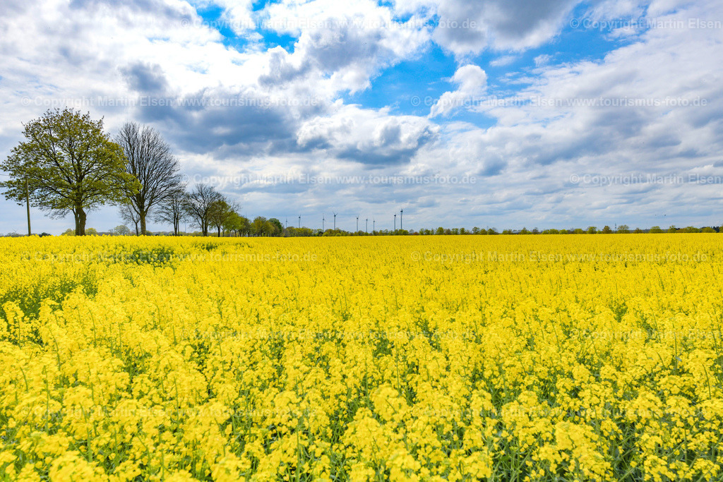 Harsefeld Rapsfelder Windpark_ELS_7119300422 | Fotos aus den Touristenorten aus Norddeutschland. - Realisiert mit Pictrs.com