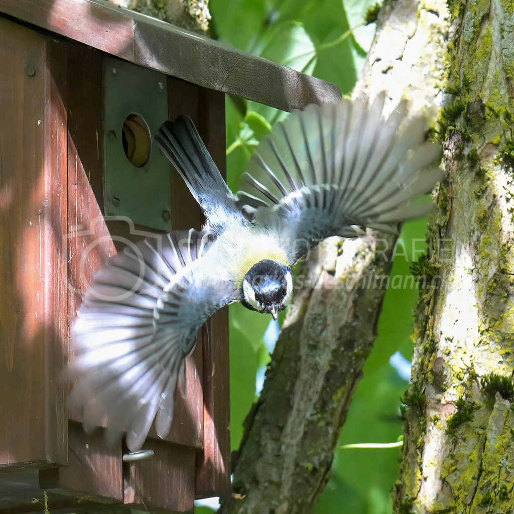 20240512_1006_AEM_nefti_3982-Bearbeitet | 12.05.2024 / , Neftenbach

Bild: Sportfotografie Markus Aeschimann | www.markus-aeschimann.ch - Realisiert mit Pictrs.com