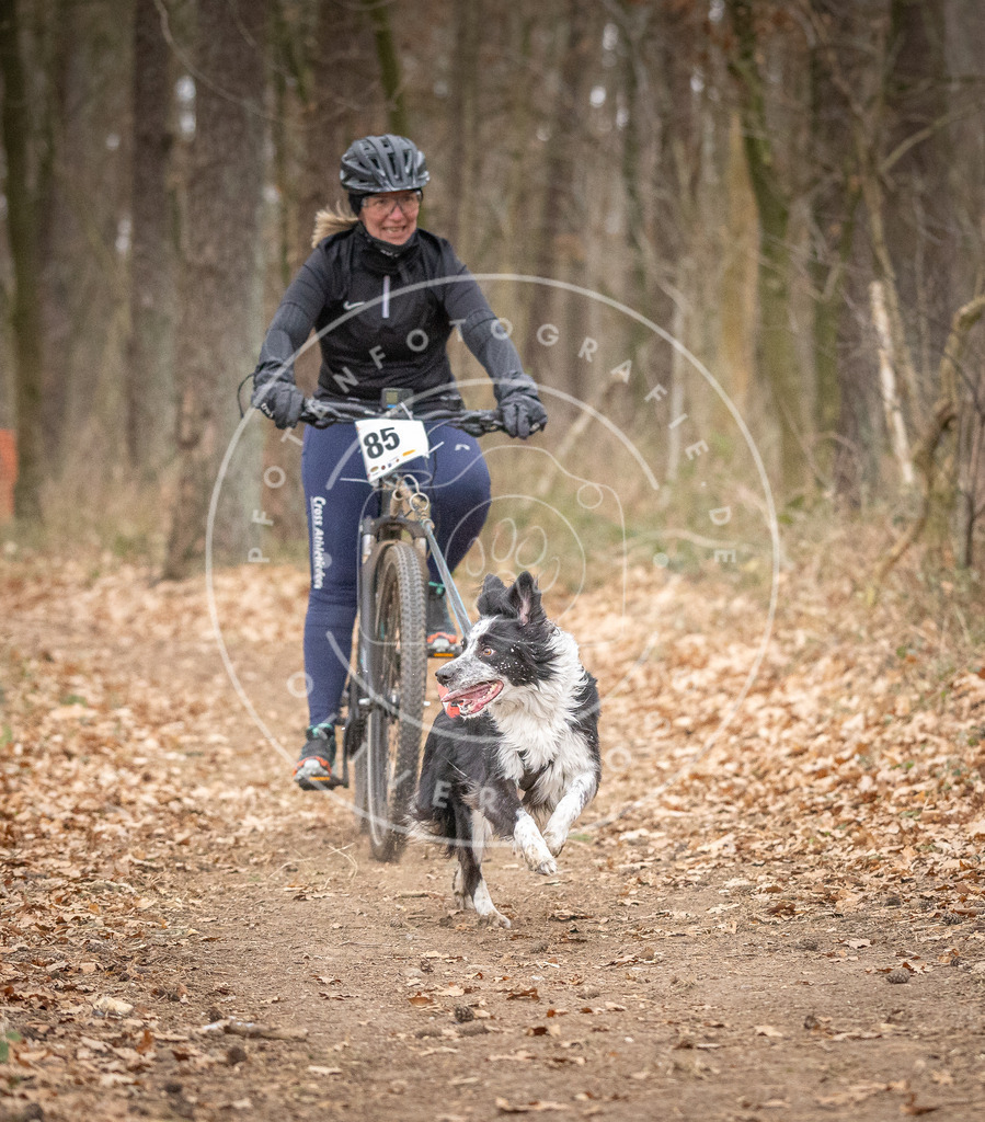 Pfotenfotografie_DV3A6255 | Hundefotografie, Tierfotograf, Pfotenfotografie, Fotoshooting Hund, Hunde Portrait, Hundesport, Hundeportraits, Heideshooting, Hunde, Sportfotograf, Hundefotograf, Turnierhundsport, THS,  - Realisiert mit Pictrs.com