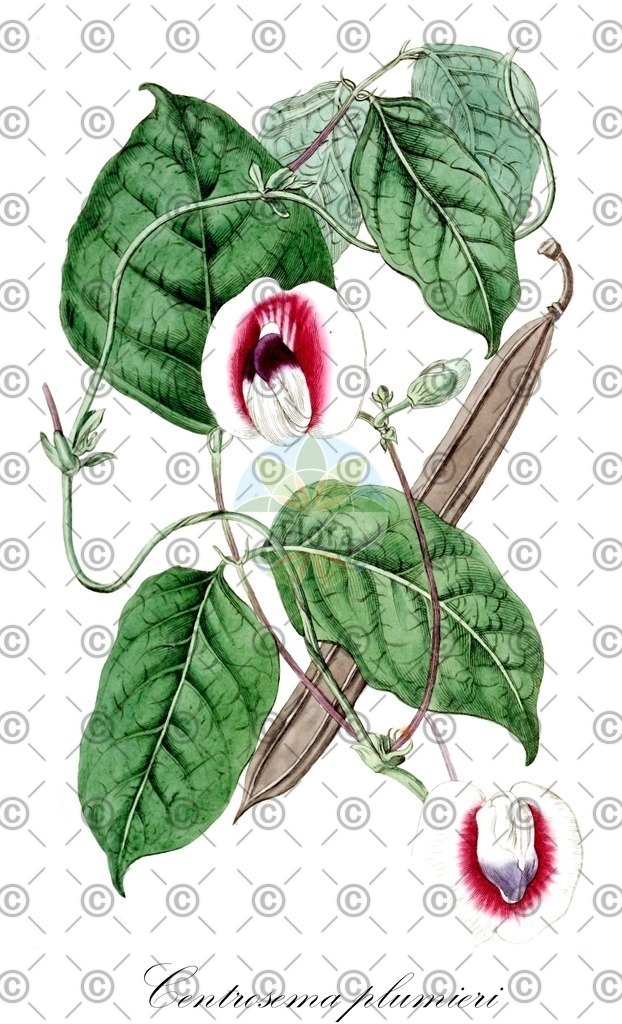 HistAbb_wfo-0000594367_1_ENZY_Simple | Historische Abbildung von Centrosema plumieri - Fabaceae | Historical Illustration of Centrosema plumieri - Fabaceae