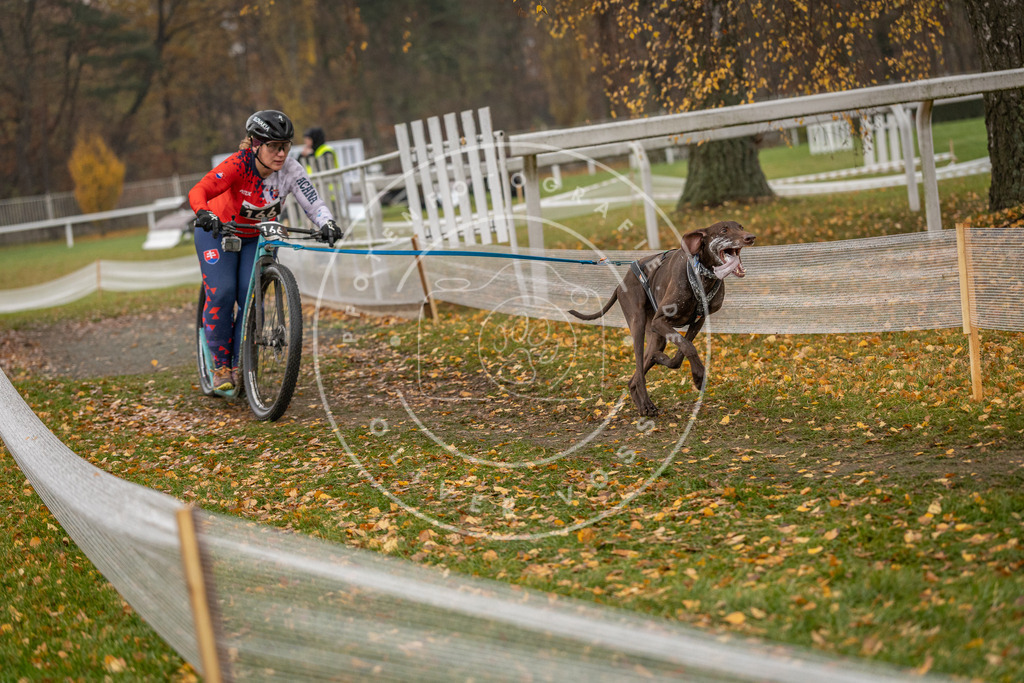 CaniXpix_DV3A8416 | Hundefotografie, Tierfotograf, Pfotenfotografie, Fotoshooting Hund, Hunde Portrait, Hundesport, Hundeportraits, Heideshooting, Hunde, Sportfotograf, Hundefotograf, Turnierhundsport, THS,  - Realisiert mit Pictrs.com