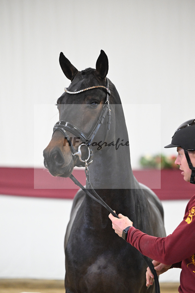 Kat-Nr. 14 Feliciano x Quaterback_Martina Breitner-Roetzer_47250255 | hf-fotografie - Realisiert mit Pictrs.com