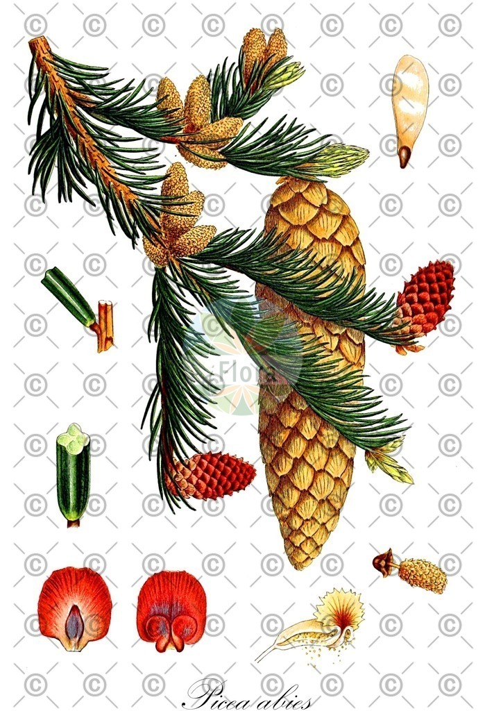 HistAbb_EMP_129203_1_SIMPLE | Historische Abbildung von Picea abies - Pinaceae (Gewöhnliche Fichte;Fichte;Rot-Tanne;Rothtanne;Schwarztanne) | Historical Illustration of Picea abies - Pinaceae (norway spruce;épinette de norvège;christmas tree;common pitch fir;common spruce)