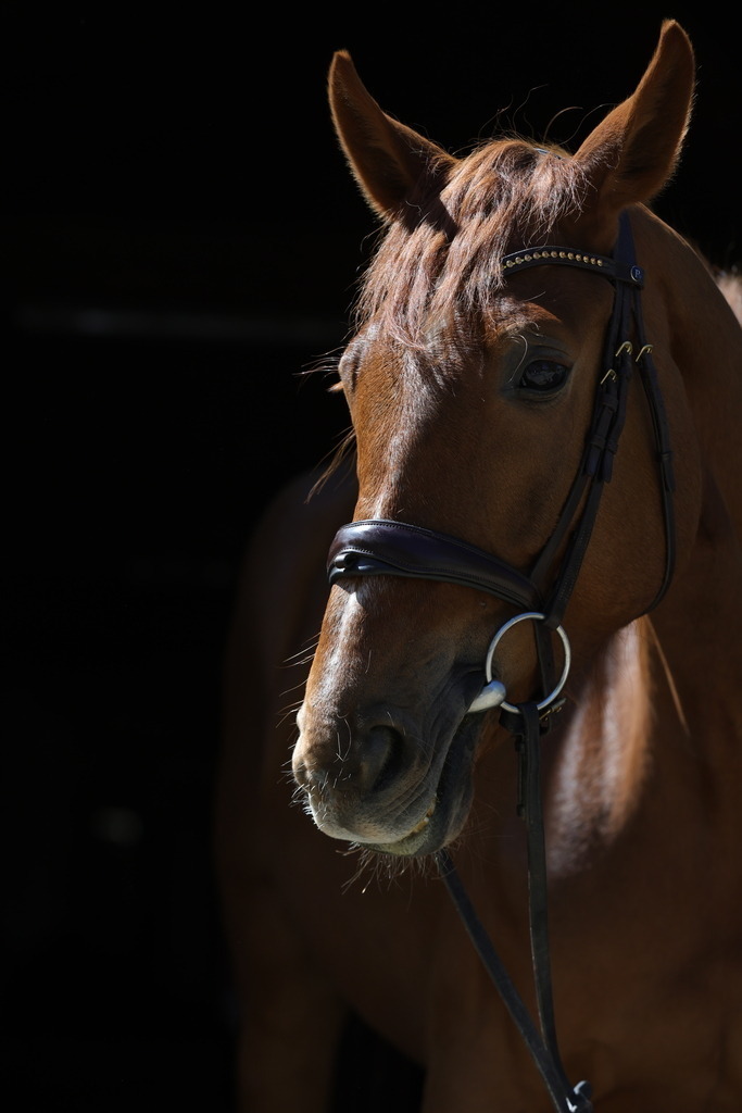 0P6A8749 | Willkommen bei Brunnmayr - Design & Fotografie – Ihrem Spezialisten für Reitturniere und Pferdeveranstaltungen in Oberösterreich, Salzburg und Bayern! Seit über 17 Jahren sind wir leidenschaftlich dabei.