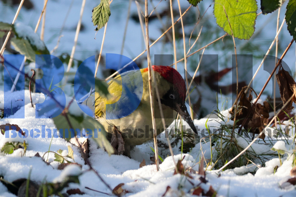 Gruener Specht {date} -  | {headline}



(Foto: Sebastian Sendlak / BOND)

 - Realisiert mit Pictrs.com