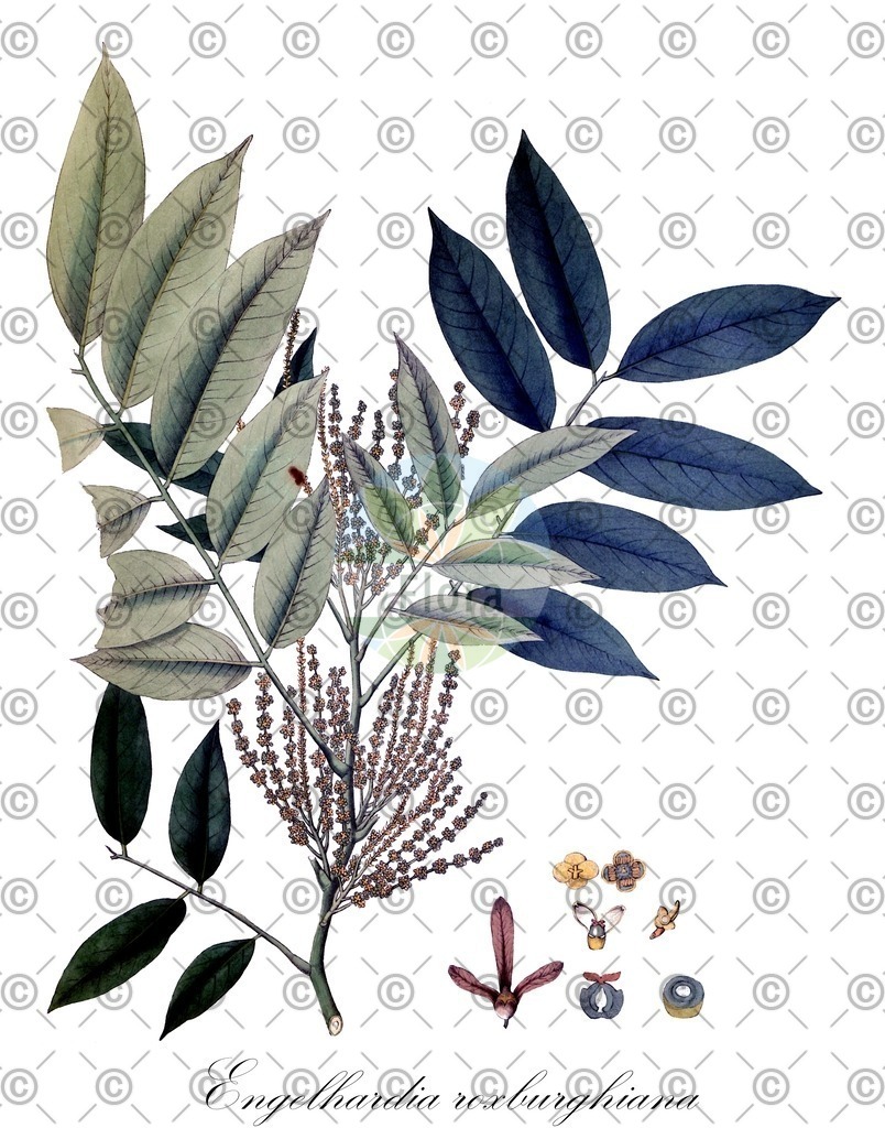 HistAbb_wfo-1000043037_1_ENZY_Simple | Historische Abbildung von Engelhardia roxburghiana - Juglandaceae | Historical Illustration of Engelhardia roxburghiana - Juglandaceae