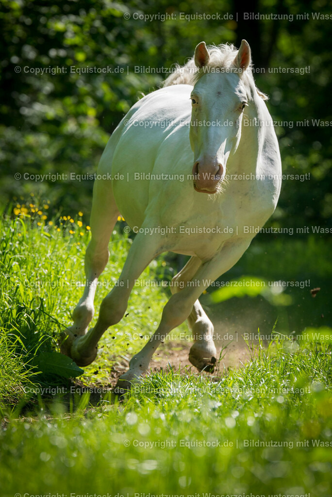 20150518_TOMsPiC_0149 | equistock