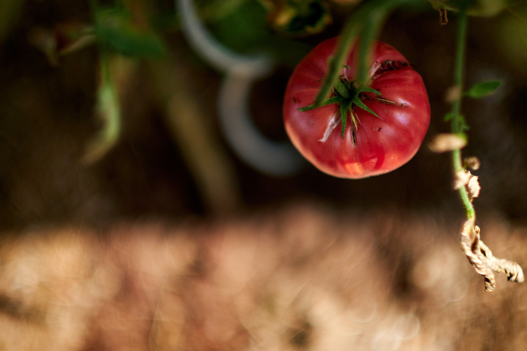 Rote Tomate im Gewächshaus | Austria - September 23, 2019: Rote Tomate im Gewächshaus. - Realisiert mit Pictrs.com