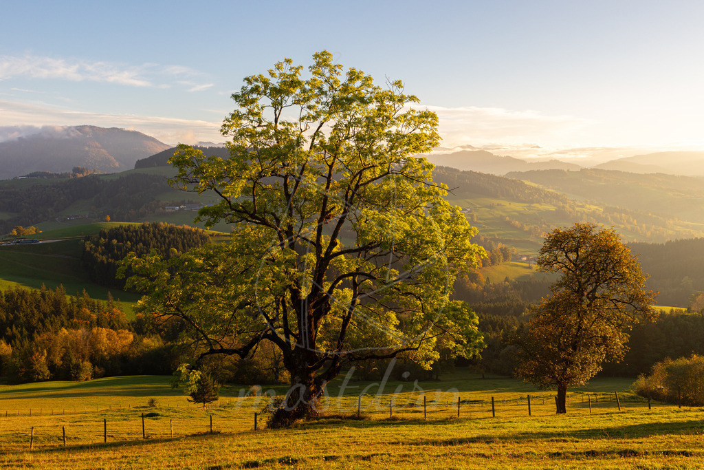 Leahoada Herbst | Bei Veröffentlichung des Bildes ist eine Namensnennung wie folgt erforderlich: Foto: Mostdirn Irmgard Wieser - Realisiert mit Pictrs.com