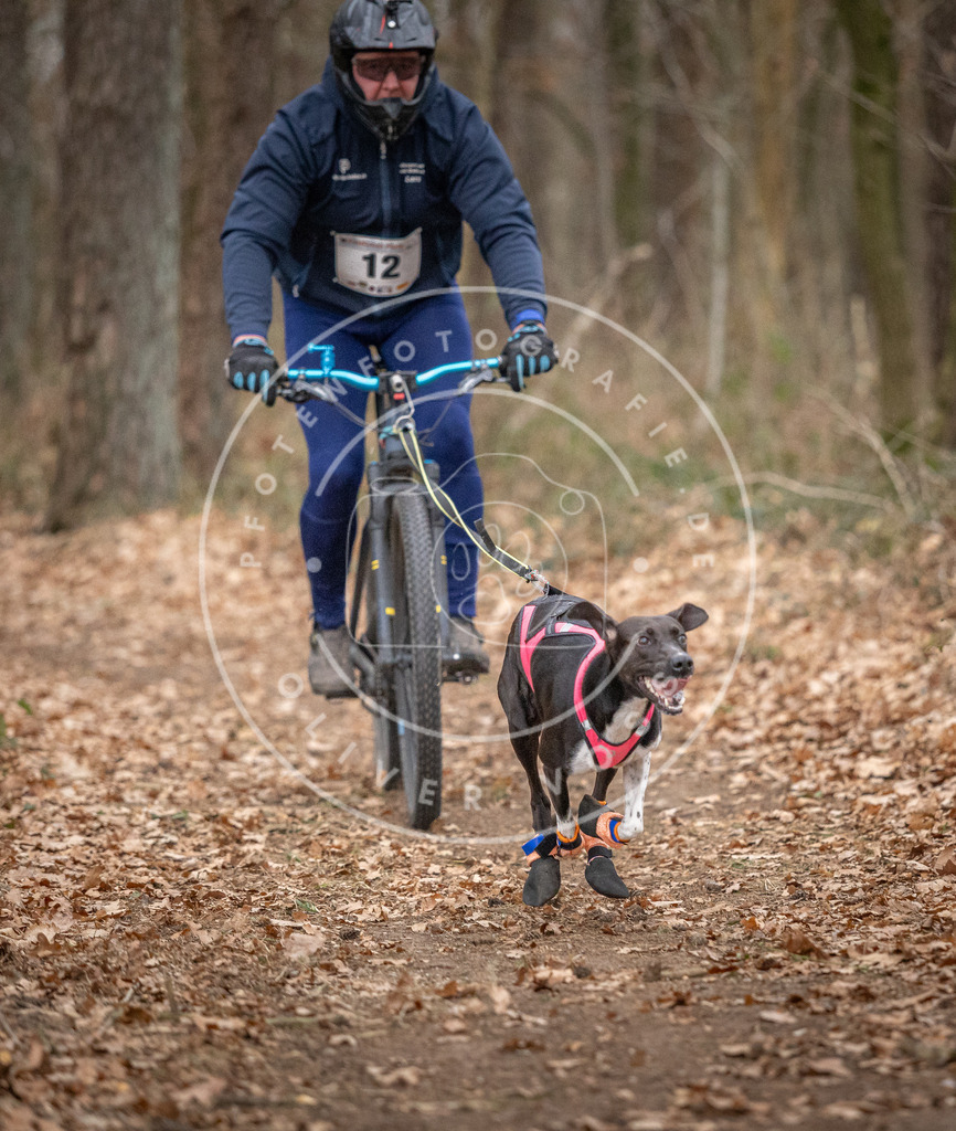 Pfotenfotografie_DV3A6401 | Hundefotografie, Tierfotograf, Pfotenfotografie, Fotoshooting Hund, Hunde Portrait, Hundesport, Hundeportraits, Heideshooting, Hunde, Sportfotograf, Hundefotograf, Turnierhundsport, THS,  - Realisiert mit Pictrs.com