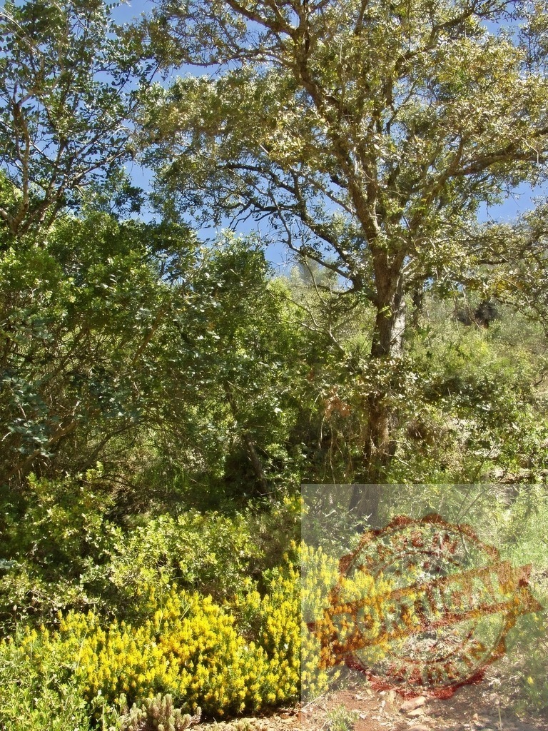 Sunlight illuminating green trees and yellow shrubs in nature | Summer sunlight illuminating green foliage and yellow flowering shrubs with a clear blue sky - Realisiert mit Pictrs.com