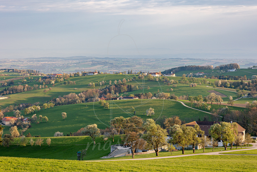 Birnbaumblütenlandschaft | Bei Veröffentlichung des Bildes ist eine Namensnennung wie folgt erforderlich: Foto: Mostdirn Irmgard Wieser - Realisiert mit Pictrs.com