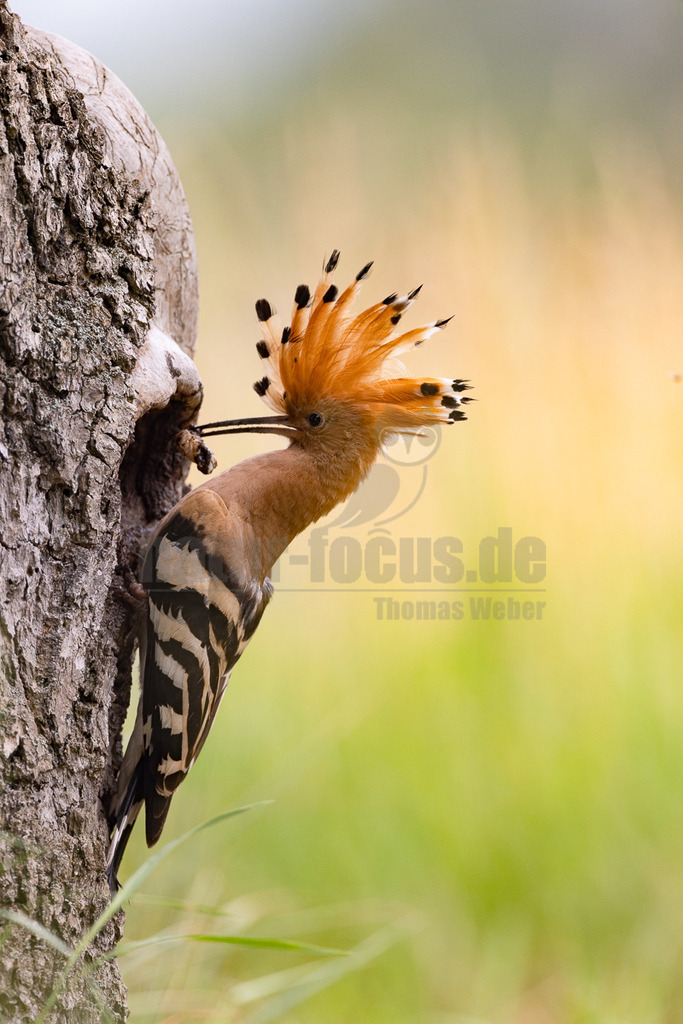 R5NF3140_20240530 | Der Bildershop von www.natur-focus.de bietet ihnen den einfachen Kauf von Bildmaterial per Download aus allen Bereichen der Natur. In den Galerien finden sie Landschaftsfotos, Tierbilder und natürlich auf Pflanzenfotos. - Realisiert mit Pictrs.com