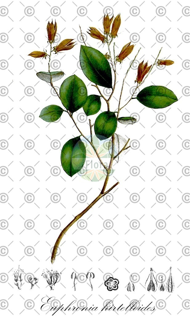 HistAbb_wfo-0000682754_1_ENZY_Simple | Historische Abbildung von Euphronia hirtelloides - Euphroniaceae | Historical Illustration of Euphronia hirtelloides - Euphroniaceae